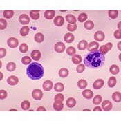 EASY I Step Stain, Red (Wright)